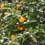 Comment choisir une housse d’hivernage pour protéger ses plantes du froid