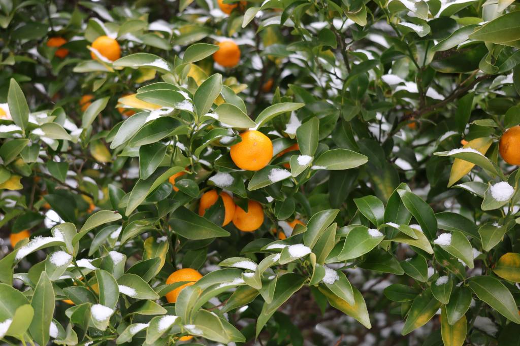 Comment choisir une housse d’hivernage pour protéger ses plantes du froid